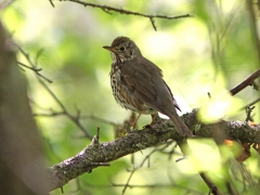 Taltrast (Turdus philomelos, Song Thrush) Bokhultet NR, Växjö, Sm.