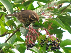 Rödvingetrast (Turdus iliacus, Redwing) Söder, Växjö, Sm.