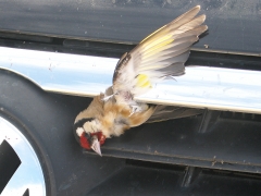 Steglits ( Carduelis carduelis, Eur. Goldfinch)